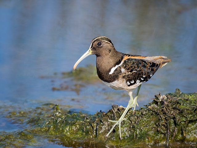 Um pássaro pernalta de corpo marrom escuro e listra branca diagonal no rosto, bico longo e curvo de cor clara, asas com padrão intrincado de preto, branco e laranja, e ventre branco com manchas escuras, pousado sobre um amontoado de vegetação verde musgosa à beira d'água azulada.
Atenção: O alt da imagem foi gerado automaticamente.