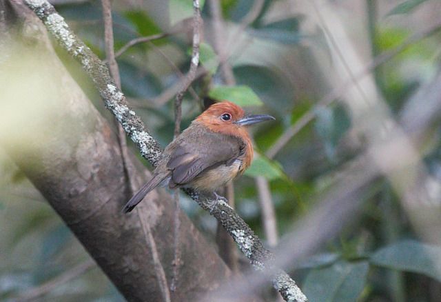 Um pequeno pássaro marrom-acinzentado está empoleirado em um galho. Ele tem uma cabeça marrom-avermelhada e um bico curto e fino. O pássaro parece estar em um ambiente florestal.
Atenção: O alt da imagem foi gerado automaticamente.