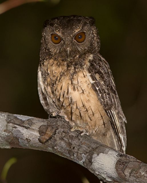 Uma coruja pequena e marrom-acinzentada está sentada em um galho. Seu corpo é principalmente marrom-acinzentado, com algumas penas mais claras em seu peito. Seus olhos são grandes e amarelos brilhantes, e seu bico é pequeno e escuro. Suas garras são afiadas e curvas. O fundo é desfocado e escuro.
Atenção: O alt da imagem foi gerado automaticamente.