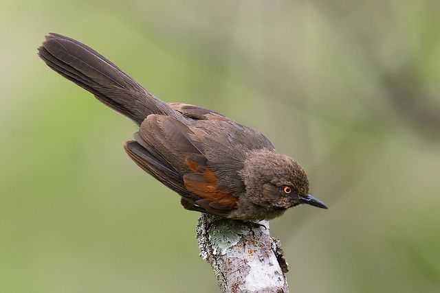 Um pequeno pássaro marrom-acinzentado está empoleirado em um galho. Sua cauda é marrom-escura e longa, e suas penas são fofas. Seus olhos são vermelhos brilhantes e seu bico é curto e escuro. A parte inferior das suas asas é de uma cor marrom-avermelhada. O fundo é desfocado e de cor verde-acinzentada.
Atenção: O alt da imagem foi gerado automaticamente.