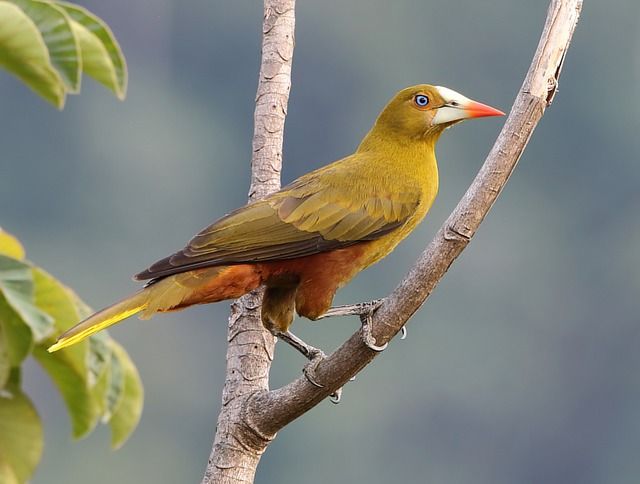 Um pássaro amarelo-esverdeado pousado em um galho. Tem um bico laranja-avermelhado e uma pequena mancha branca acima do bico. A parte inferior do pássaro é laranja-avermelhada. A cauda é amarela. O fundo é desfocado e mostra um tom azul-acinzentado e algumas folhas verdes.
Atenção: O alt da imagem foi gerado automaticamente.