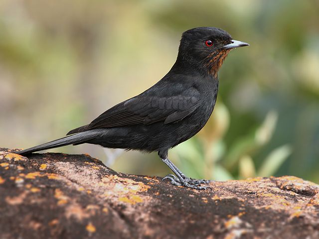 Um pássaro de plumagem preta lustrosa, com reflexos sutis e um pequeno colar avermelhado sob o queixo, pousado sobre uma rocha marrom-avermelhada coberta de líquenes alaranjados. Possui olhos vermelhos brilhantes e um bico cinza claro pontiagudo. As patas finas e escuras agarram-se firmemente à superfície rochosa. Ao fundo, folhagem verde e cores suaves criam um ambiente natural e desfocado.

Atenção: O alt da imagem foi gerado automaticamente.