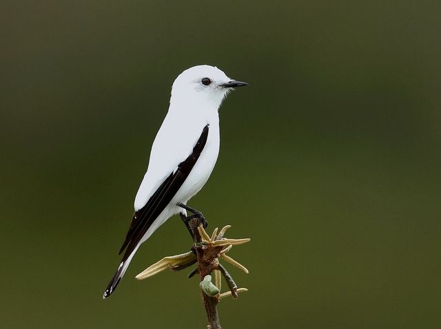 Um pássaro pequeno, predominantemente branco, com detalhes pretos nas asas e cauda, pousado em um galho seco com pequenas folhas. Seu corpo é esguio e seu bico, fino e escuro, aponta para a direita. O fundo é um degradê suave de tons esverdeados.

Atenção: O alt da imagem foi gerado automaticamente.