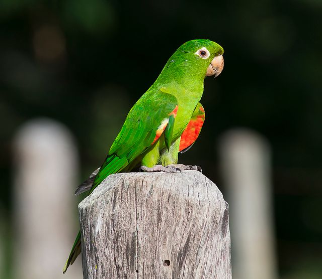 Um papagaio verde brilhante com manchas vermelhas nas asas está sentado em um toco de madeira. O papagaio está virado para a direita e está olhando para longe da câmera. O papagaio tem uma cabeça pequena e um bico curto e curvado. As penas são principalmente verdes, mas há uma quantidade considerável de vermelho nas asas e penas da cauda. O fundo é desfocado, mas parece ser uma floresta ou área florestal.
Atenção: O alt da imagem foi gerado automaticamente.