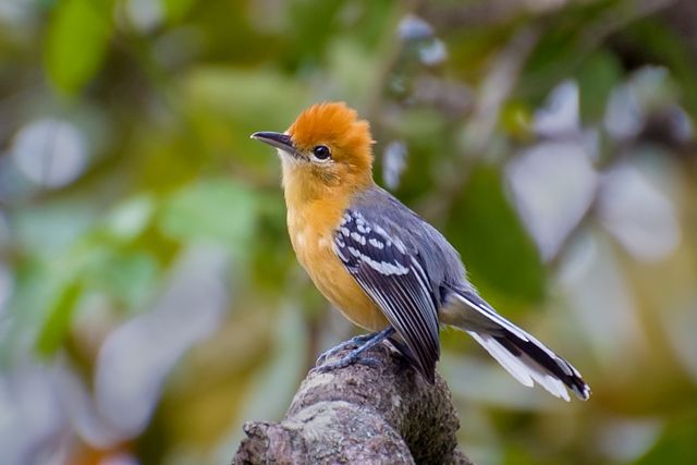 Um pássaro pequeno com plumagem vibrante, exibindo uma cabeça e peito laranja-avermelhados, contrastando com as costas cinzentas marcadas por um padrão zebrado preto e branco. Seu bico fino e levemente curvado complementa seus olhos escuros e atentos. Está empoleirado num galho áspero, com um fundo desfocado de folhagens verdes e tons claros, sugerindo um habitat natural exuberante.
Atenção: O alt da imagem foi gerado automaticamente.