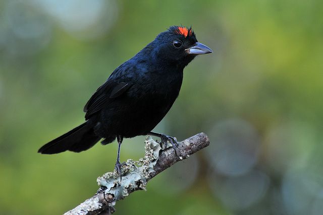 Um pequeno pássaro preto com uma cabeça vermelha brilhante está sentado em um galho.
Atenção: O alt da imagem foi gerado automaticamente.