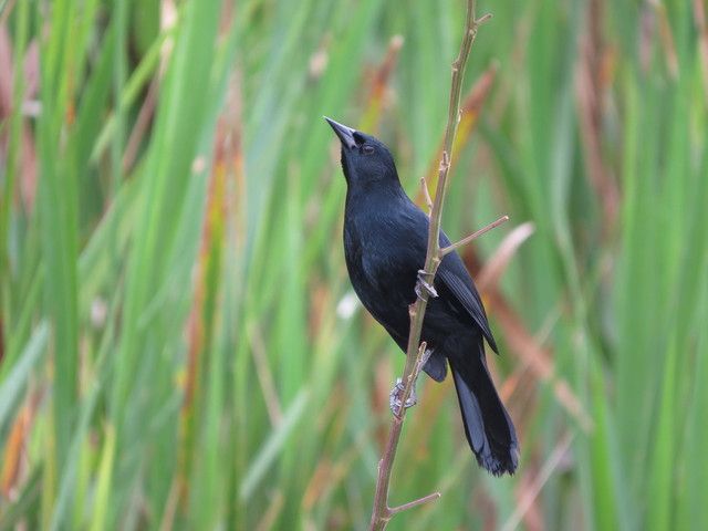Um pássaro preto empoleirado num galho fino, com a cabeça inclinada para cima, em meio a uma vegetação verde e densa. Sua plumagem escura contrasta com o fundo desfocado, destacando sua silhueta.
Atenção: O alt da imagem foi gerado automaticamente.