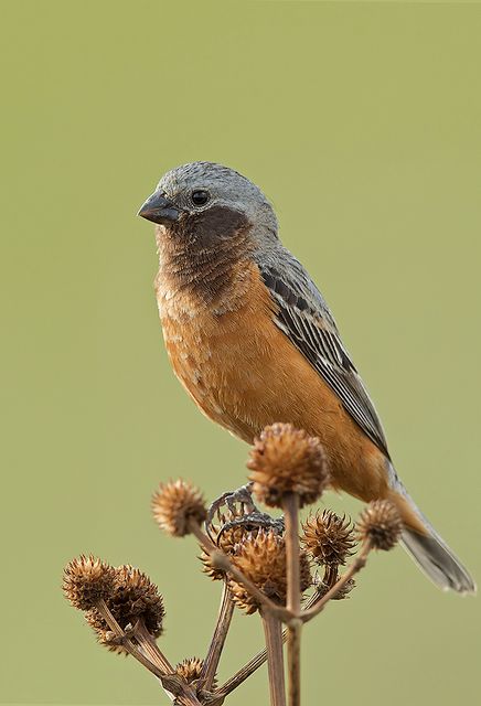 Um pequeno pássaro com uma cabeça cinza e um corpo marrom-alaranjado está sentado em um galho de planta seca. Atenção: O alt da imagem foi gerado automaticamente.
