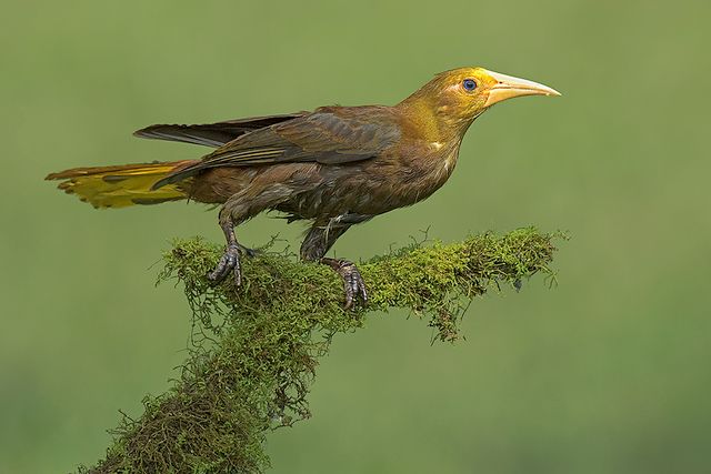 Um pássaro de plumagem predominantemente castanho-esverdeada, com cabeça e bico amarelo-dourado brilhantes, está empoleirado em um galho coberto de musgo verde exuberante. As penas da cauda exibem um tom amarelo vibrante. O pássaro olha para a direita, com o corpo ligeiramente inclinado para a frente. Suas garras escuras seguram o galho com firmeza. O fundo é um gradiente suave de verde, desfocado, criando um ambiente natural e tranquilo.

Atenção: O alt da imagem foi gerado automaticamente.