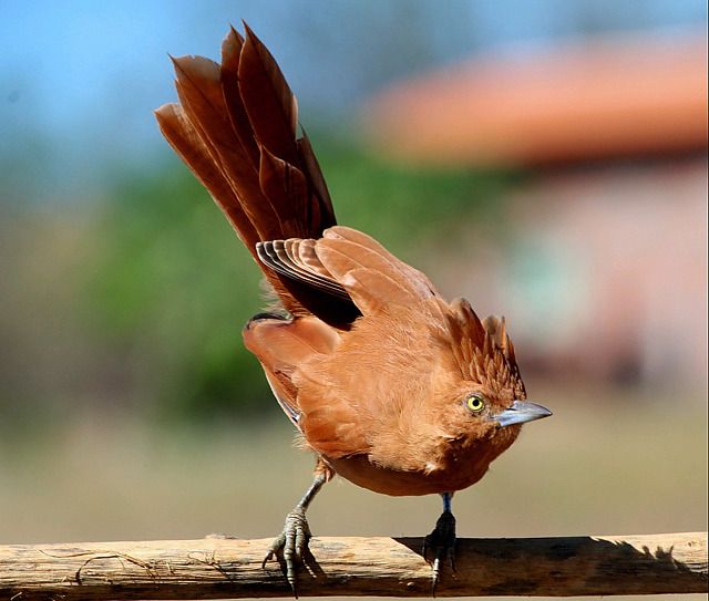 Um pássaro marrom-avermelhado está empoleirado em um galho. Suas penas são principalmente marrom-avermelhadas, com algumas penas mais escuras em sua cauda. Ele tem um bico curto e pontiagudo e olhos amarelos. Suas pernas são finas e ele está agarrado firmemente ao galho. O fundo é desfocado, mas parece ser um ambiente natural com vegetação.
Atenção: O alt da imagem foi gerado automaticamente.