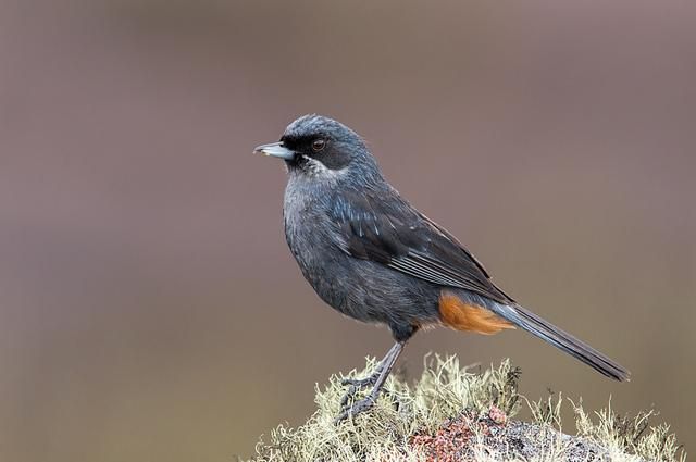 Um pequeno pássaro cinza-escuro está empoleirado em um pedaço de musgo. O pássaro tem uma cauda longa e uma pequena mancha laranja na parte inferior de sua cauda. Ele tem um bico pequeno e fino e olhos escuros. O fundo é desfocado e de cor marrom-acinzentada.
Atenção: O alt da imagem foi gerado automaticamente.