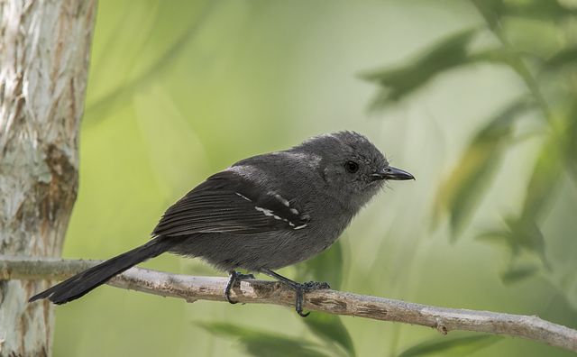 Um pequeno pássaro cinza-escuro está sentado em um galho. Ele tem uma cauda longa e escura, um bico curto e fino e algumas manchas brancas nas asas. Seu corpo é macio e fofo.
Atenção: O alt da imagem foi gerado automaticamente.