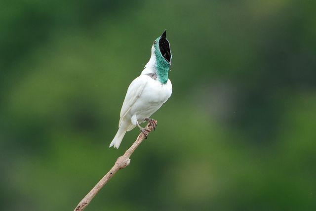 Um pássaro branco com uma máscara preta e uma garganta verde-azulada está sentado em um galho. O pássaro está virado de costas para a câmera e sua cabeça está inclinada para cima.
Atenção: O alt da imagem foi gerado automaticamente.