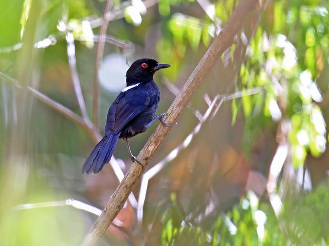 Um pássaro preto e branco está sentado em um galho de árvore. O pássaro tem uma cabeça preta, um peito branco e uma cauda longa. O pássaro tem olhos vermelhos brilhantes. O fundo é desfocado e mostra folhas verdes e galhos de árvores.
Atenção: O alt da imagem foi gerado automaticamente.