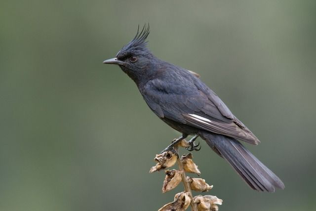 Um pássaro de plumagem predominantemente preta, com um distinto topete espetado na cabeça, está empoleirado no topo de uma planta seca com vagens marrons abertas. Suas asas exibem uma pequena faixa branca. O fundo desfocado apresenta tons de verde neutro, sugerindo folhagem distante. A postura do pássaro é atenta, com o olhar fixo para a esquerda.
Atenção: O alt da imagem foi gerado automaticamente.