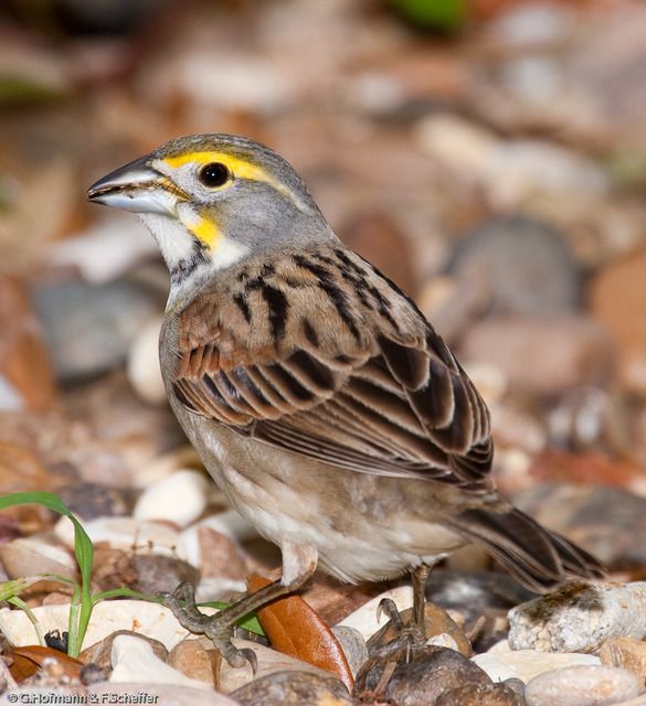 Um pássaro pequeno, ereto, com plumagem complexa. A cabeça exibe tons de cinza no topo, contrastando com uma faixa amarela vibrante acima do olho. O peito é claro, enquanto o dorso apresenta um padrão intrincado de marrom e preto. As asas, dobradas ao corpo, revelam penas com bordas escuras, criando um efeito escamado. A ave está em pé sobre um leito de pequenas pedras de várias cores, com um pequeno broto de vegetação verde visível à esquerda. As patas são finas e escuras, com garras afiadas. Uma folha seca repousa perto de um dos pés. A luz incide suavemente, criando sombras sutis e realçando a textura das penas.

Atenção: O alt da imagem foi gerado automaticamente.