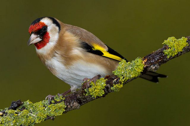 Um pequeno pássaro está sentado em um galho coberto de musgo. O pássaro é principalmente marrom-acinzentado com manchas brancas no peito e barriga. Tem uma cabeça vermelha e preta e uma asa amarela.
Atenção: O alt da imagem foi gerado automaticamente.