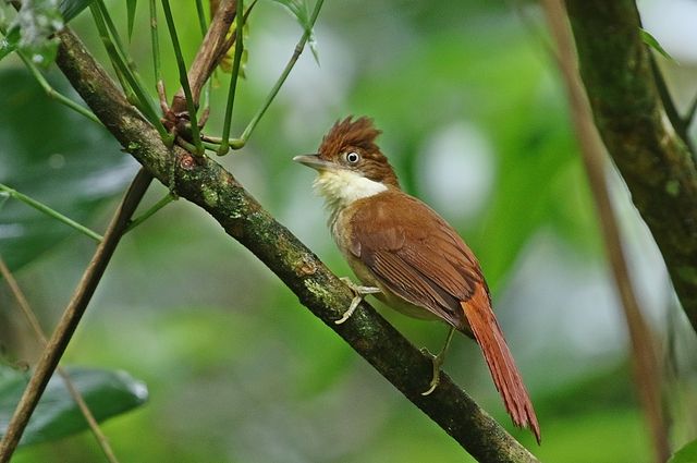 Um pássaro de porte pequeno, com plumagem predominante em tons de marrom-avermelhado, pousado em um galho coberto de musgo. A cabeça exibe uma crista discreta e uma faixa branca no peito contrasta com o marrom. O bico é fino e pontiagudo. Suas patas delicadas agarram o galho com firmeza. O fundo da imagem é um emaranhado verde de folhagens.
Atenção: O alt da imagem foi gerado automaticamente.