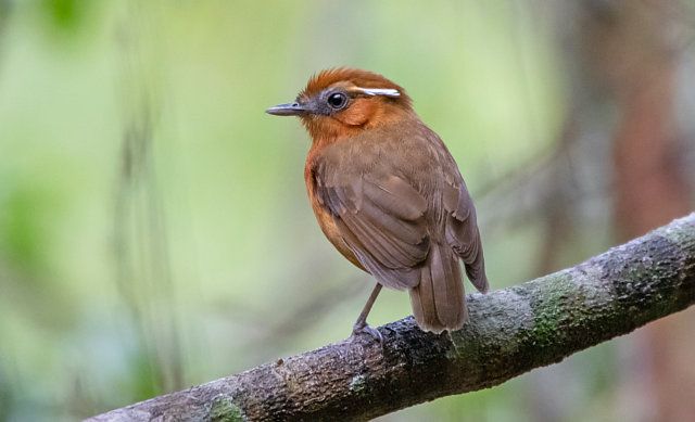 Um pequeno pássaro marrom-avermelhado está empoleirado em um galho. Tem uma cabeça marrom-avermelhada mais escura com uma fina faixa branca acima dos olhos. Suas asas e costas são marrom-avermelhadas e sua cauda é marrom-avermelhada escura. Seu bico é curto e escuro. Suas pernas são finas e escuras. O pássaro está de frente para a esquerda, mas está voltado para a câmera. O fundo é desfocado, com tons verdes e marrons.
Atenção: O alt da imagem foi gerado automaticamente.