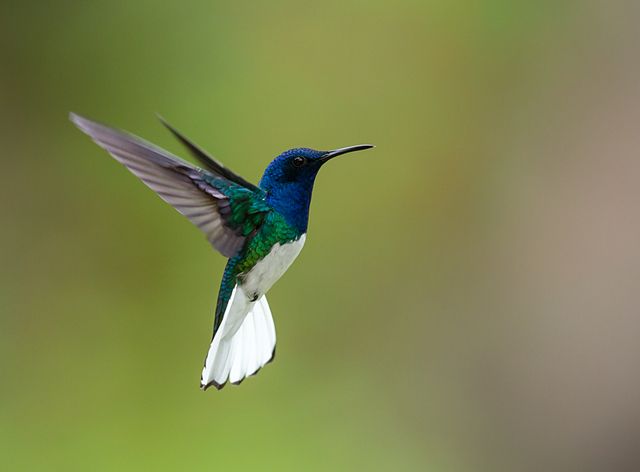 Um beija-flor em pleno voo, com a cabeça e o dorso em azul profundo, contrastando com o verde esmeralda que cobre suas asas e laterais do corpo. A barriga é de um branco puro, e a cauda exibe um branco vibrante. Suas asas estão em movimento, criando um efeito visual dinâmico contra um fundo suavemente desfocado em tons de verde e bege.
Atenção: O alt da imagem foi gerado automaticamente.