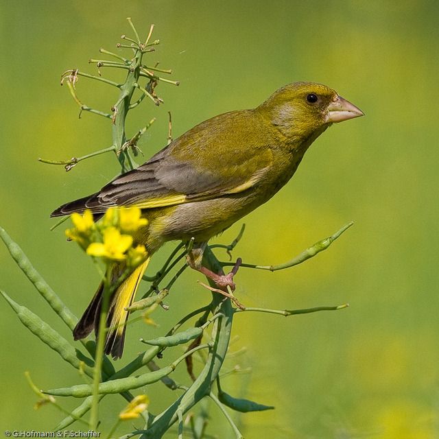 Um pássaro de porte pequeno, plumagem predominantemente verde-oliva e detalhes amarelos vibrantes nas laterais do corpo e cauda, pousado sobre um caule verde com flores amarelas. As penas do dorso exibem um tom acinzentado sutil. Possui um bico robusto, curto e cônico, e olhos escuros e atentos. A postura é ereta, com as garras delicadas firmemente agarradas ao ramo. O fundo é homogêneo, em tons de verde suave, criando um contraste que realça o pássaro.
Atenção: O alt da imagem foi gerado automaticamente.