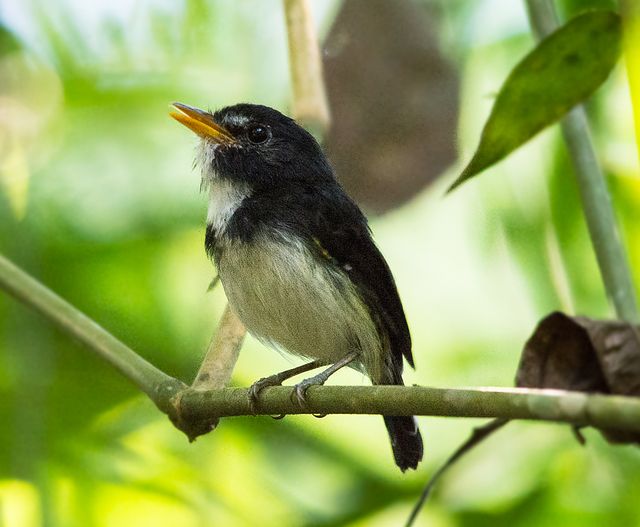 Um jovem pássaro preto e branco está empoleirado em um galho. Ele tem uma cabeça preta e um corpo branco acinzentado. Seu bico é amarelo-alaranjado.
Atenção: O alt da imagem foi gerado automaticamente.