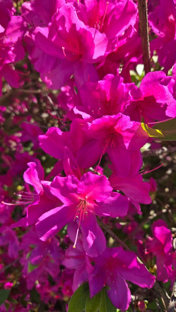 Bright pink azalea blooms