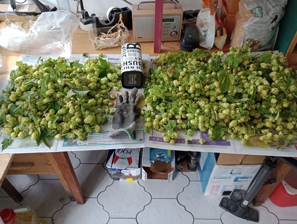 Table covered with hops in two groups, before I dried them a bit and then crushed by hand and frozen them. They look very green.