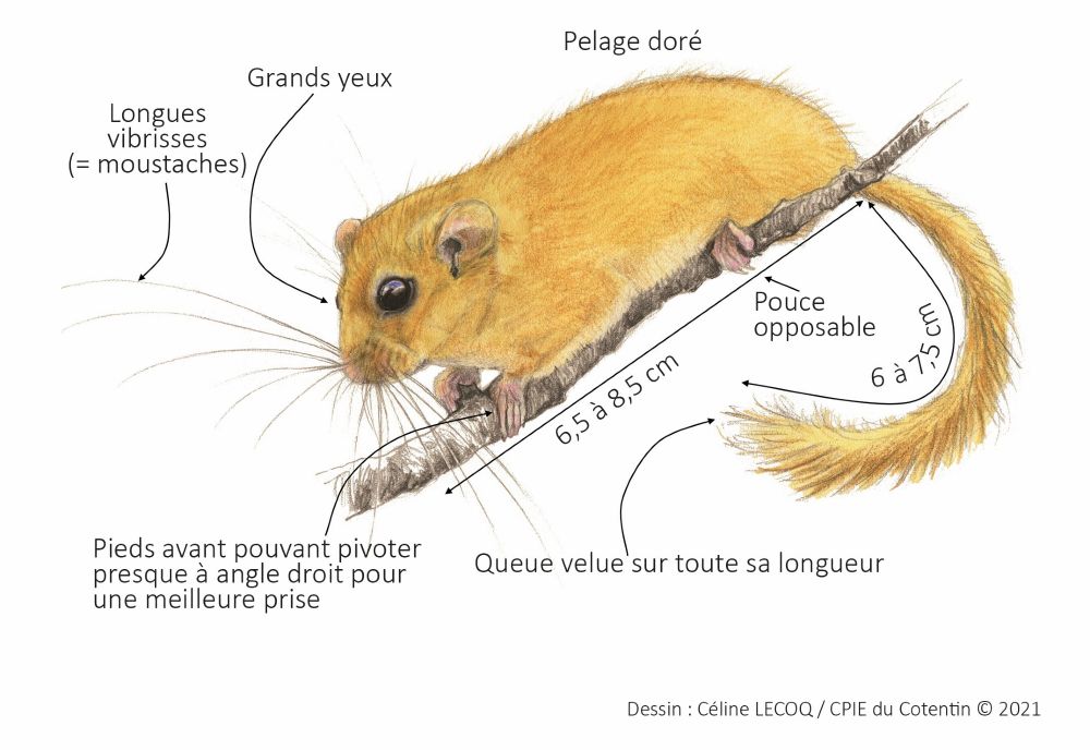 Image du muscardin, aussi appelé rat d'or, petit rongeur rare et  considéré comme quasi menacé dans plusieurs régions de France.
Enquête participative mise en place par la Société Française pour l'Étude et la Protection des Mammifères (SFEPM)