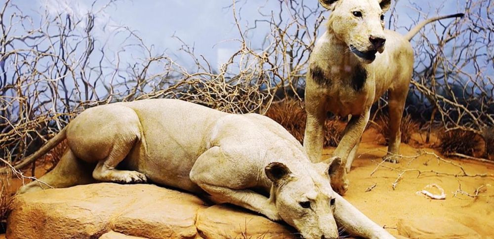 L’ADN éclaire l’histoire des lions mangeurs d’hommes du Tsavo | Le blob, l'extra-média