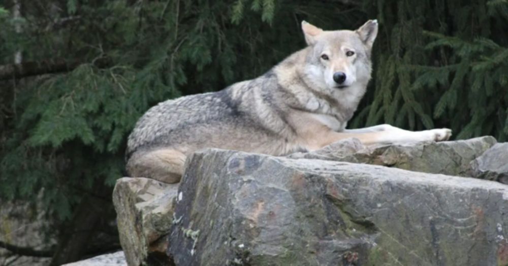 🔴 Non à la chasse au loup en Europe!