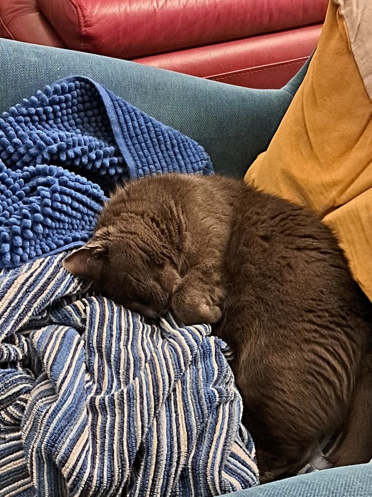 The same cat, now lying on her side and half curled up, sleeping. She still has her nose in the towels. 