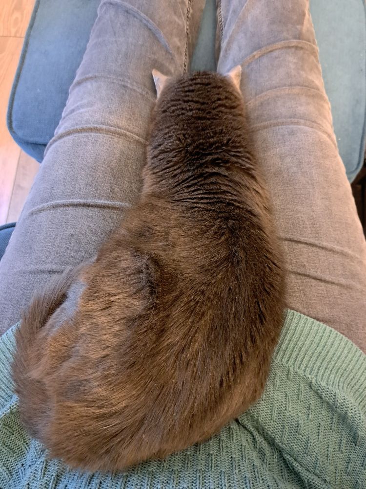 My dark grey cat has stretched out on my lap and now lies long on top of my legs.  She has shoved her face between my knees and apparently that's a comfortable sleeping position! 