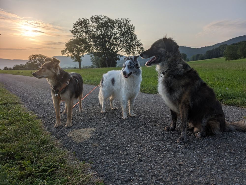 Drei Hunde auf einem Feldweg vor einem etwas wolkenverhangenen Sonnenaufgang