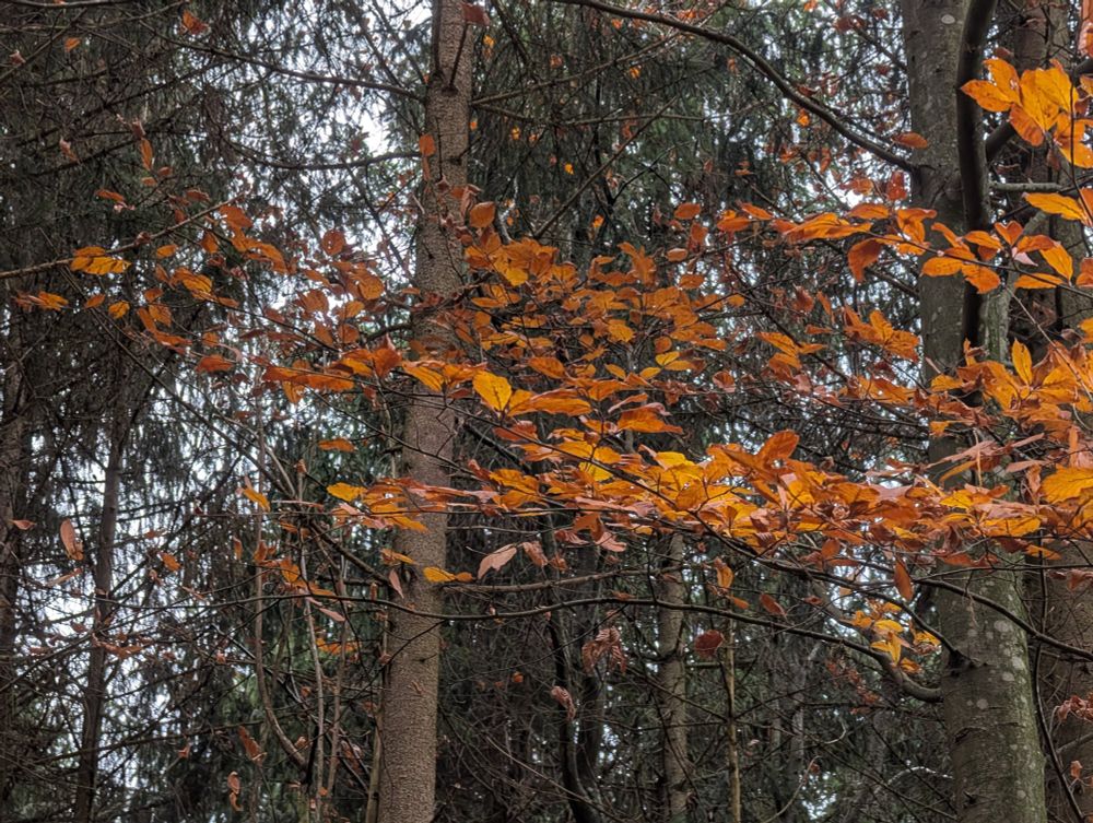 Orangefarbene Blätter vor dunklem Nadelwald 