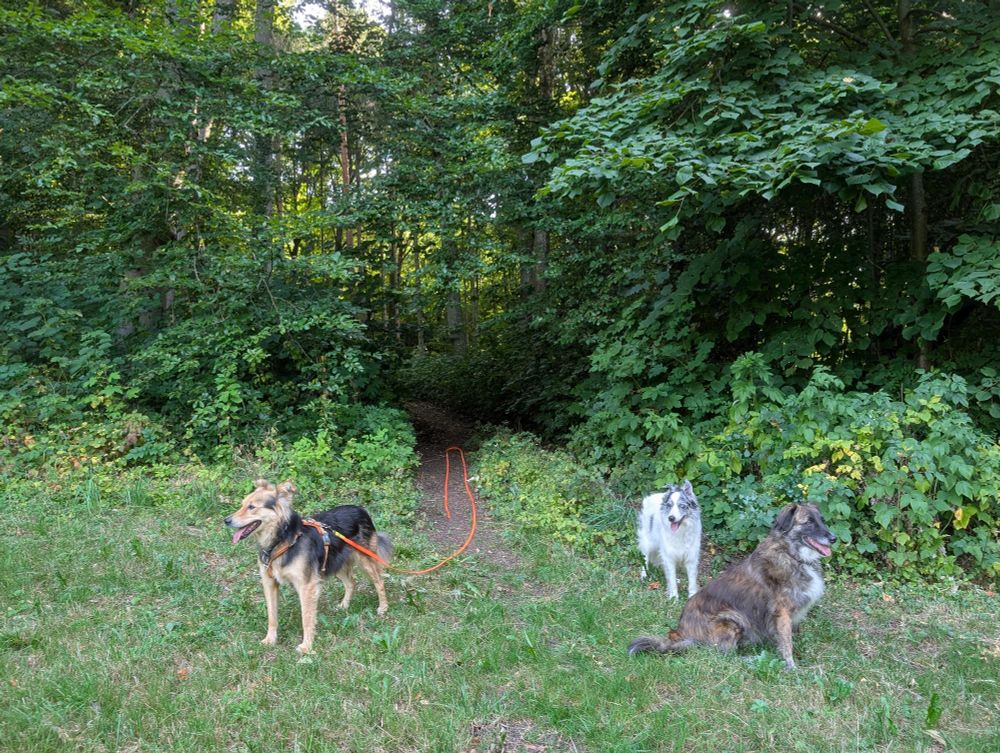 Drei Hunde am Eingang zu einem Waldpfad 