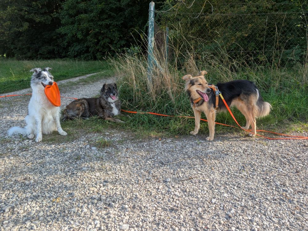 Drei Hunde an der Ecke eines Zauns auf einem Feldweg 