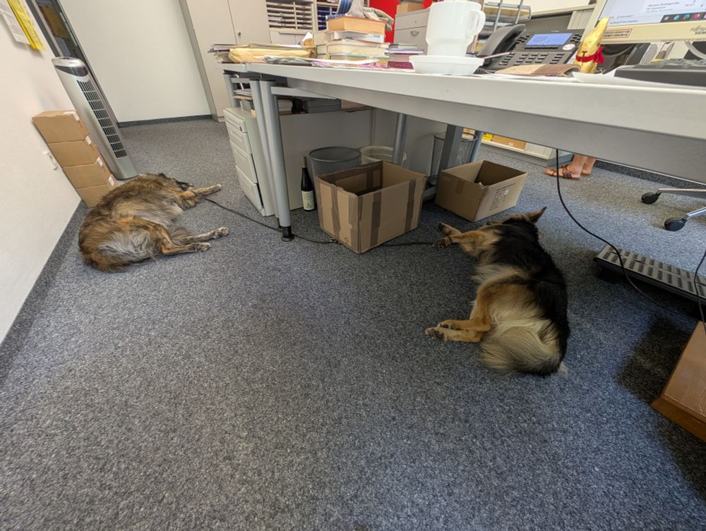Zwei Hunde liegen in einem Büro herum 