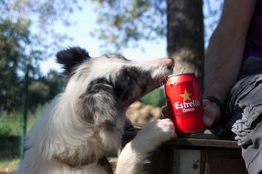 Ein Hund versucht, von meinem Estrella-Bier etwas zu klauen