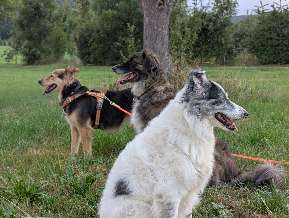 Drei Hunde auf der Wiese vor einem Baum