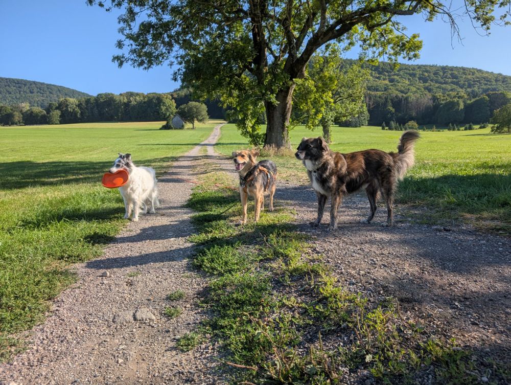 Drei Hunde auf einem Feldweg vor einem großen Baum 