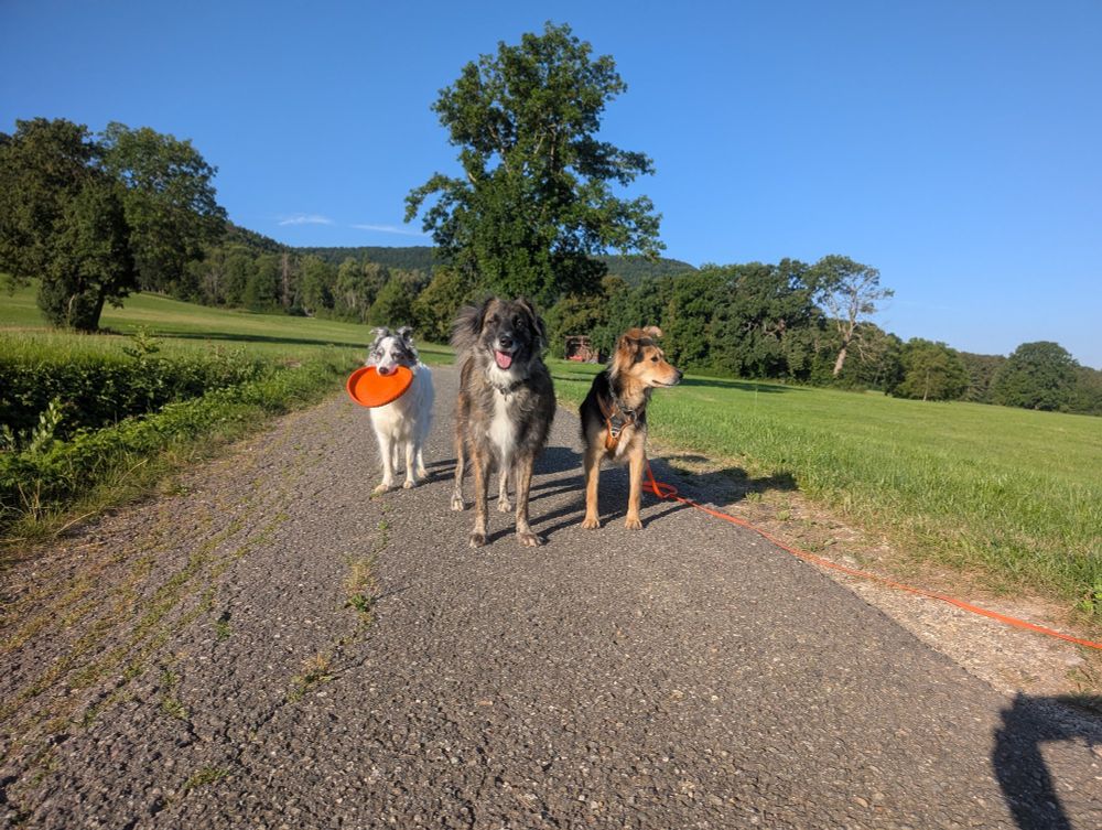 Drei Hunde auf einem Feldweg.