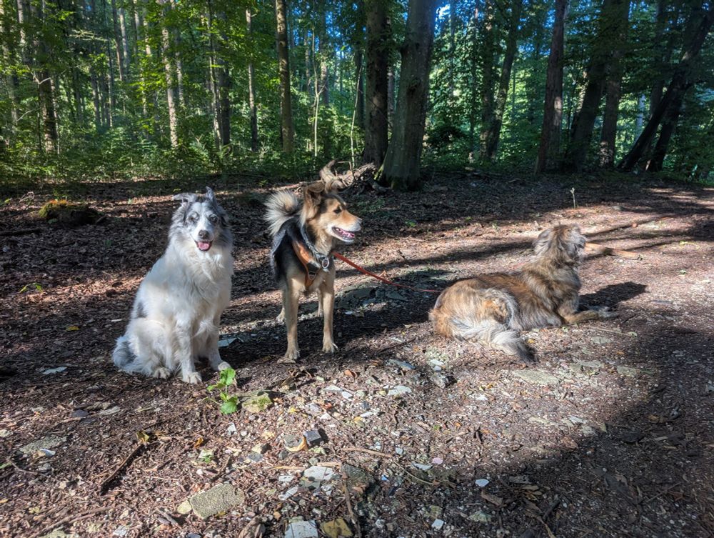 Drei Hunde auf einem Waldweg in einer Sonneninsel 