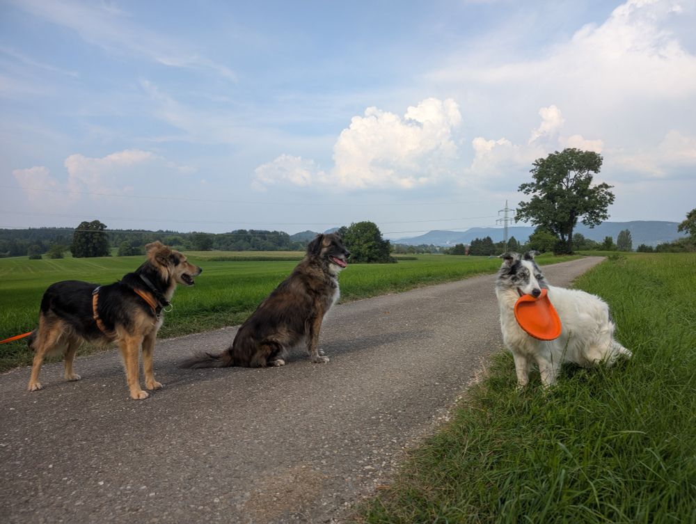 Drei Hunde auf einem Feldweg, im Hintergrund Gewitterwolken 