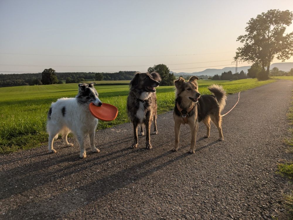 Drei Hunde im Gegenlicht auf einem Feldweg 