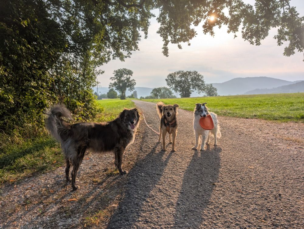 Drei Hunde auf einem Feldweg vor einem dunstigen Sonnenaufgang 