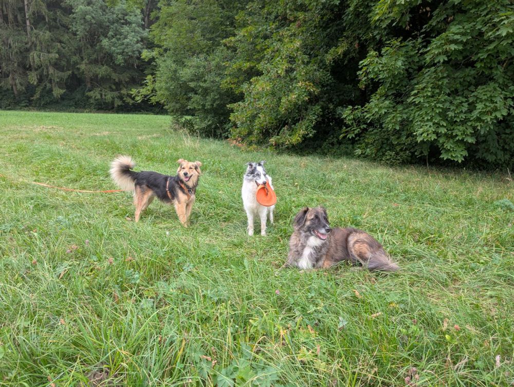 Drei Hunde auf einer Wiese vor dem Waldrand 