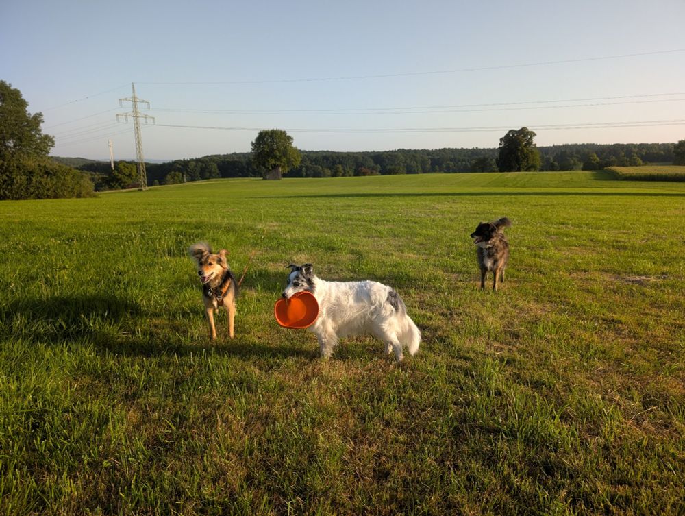 Drei Hunde auf einer Wiese 