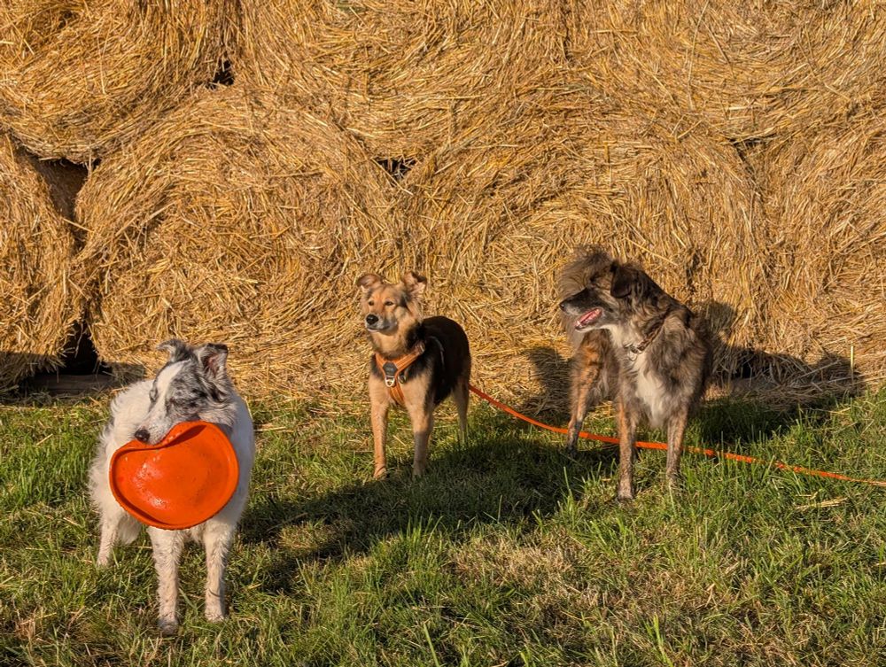 Drei Hunde vor großen runden Strohballen 