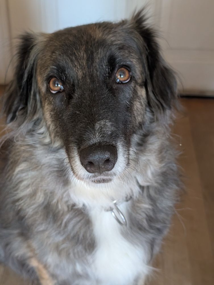 Ein Hund schaut in die Kamera 